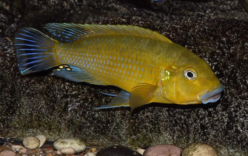 Pseudotropheus sp. 'williamsi north' Makonde
